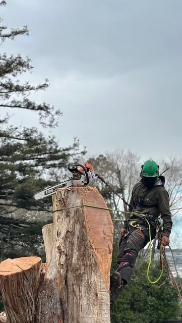 Tree trimming work up a tree in Auckland
